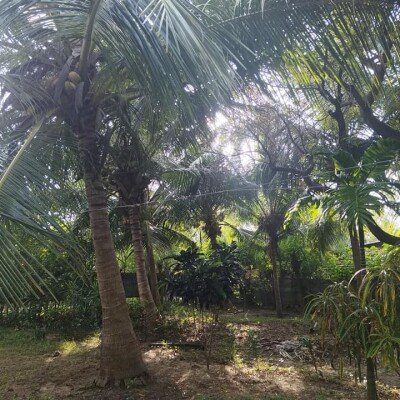 5 பரப்புக் காணியில் அமைந்த 4 அறைகளை கொண்ட கிழக்கு வாசல் வீடு விற்பனைக்கு