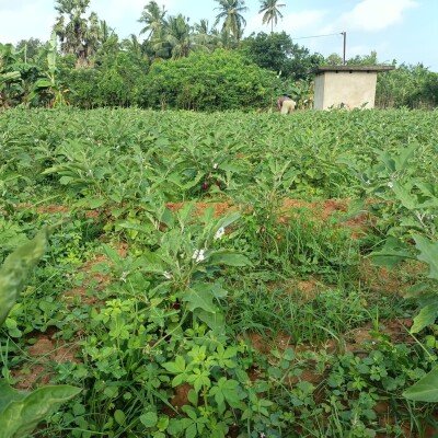 40பரப்பு ( 23+17)  செம்மண் தோட்டக்காணி விற்பனைக்கு