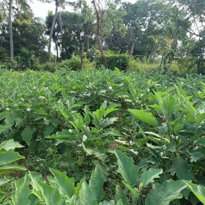 40பரப்பு ( 23+17)  செம்மண் தோட்டக்காணி விற்பனைக்கு