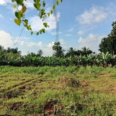 40பரப்பு ( 23+17)  செம்மண் தோட்டக்காணி விற்பனைக்கு