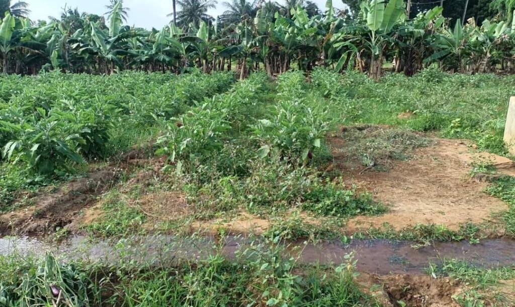 17 பரப்பு   செம்மண் தோட்டக்காணி விற்பனைக்கு-7