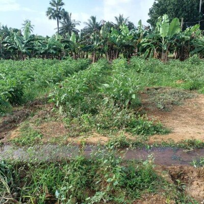 17 பரப்பு   செம்மண் தோட்டக்காணி விற்பனைக்கு