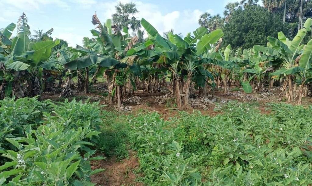 23 பரப்பு   செம்மண் தோட்டக்காணி விற்பனைக்கு-5