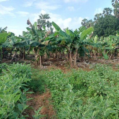 23 பரப்பு   செம்மண் தோட்டக்காணி விற்பனைக்கு