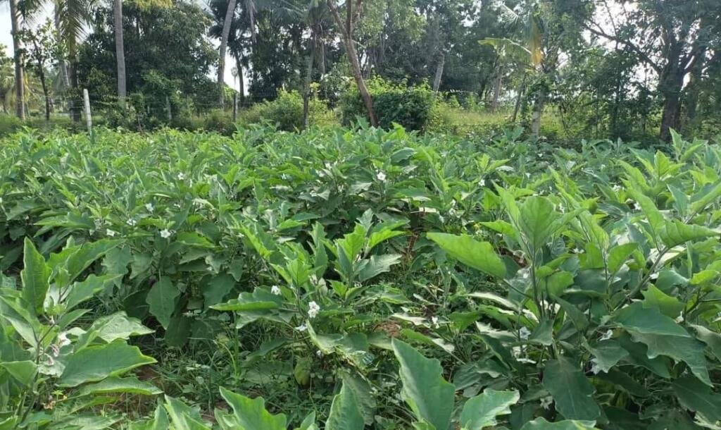17 பரப்பு   செம்மண் தோட்டக்காணி விற்பனைக்கு-5