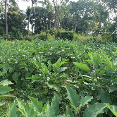 17 பரப்பு   செம்மண் தோட்டக்காணி விற்பனைக்கு