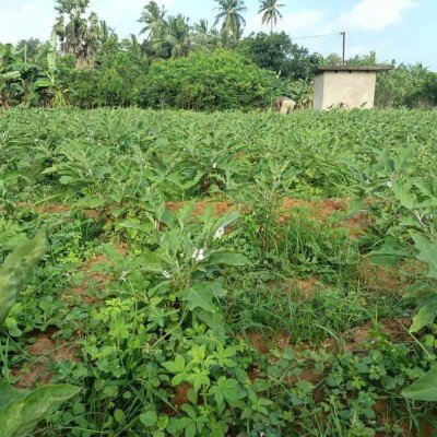 23 பரப்பு   செம்மண் தோட்டக்காணி விற்பனைக்கு