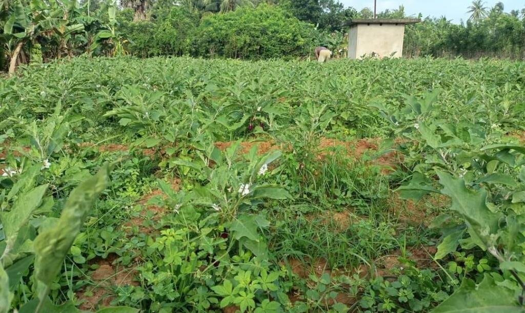 17 பரப்பு   செம்மண் தோட்டக்காணி விற்பனைக்கு-4
