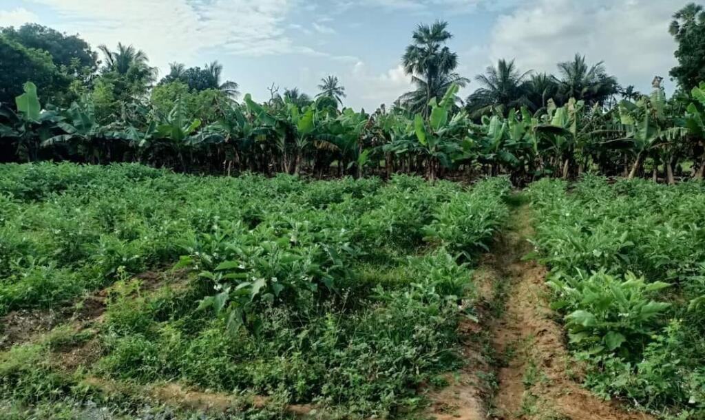 17 பரப்பு   செம்மண் தோட்டக்காணி விற்பனைக்கு-1