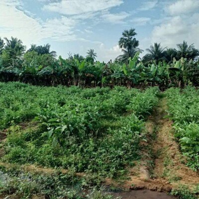 17 பரப்பு   செம்மண் தோட்டக்காணி விற்பனைக்கு