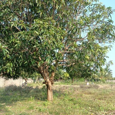 33பரப்பு காணி விற்பனைக்கு