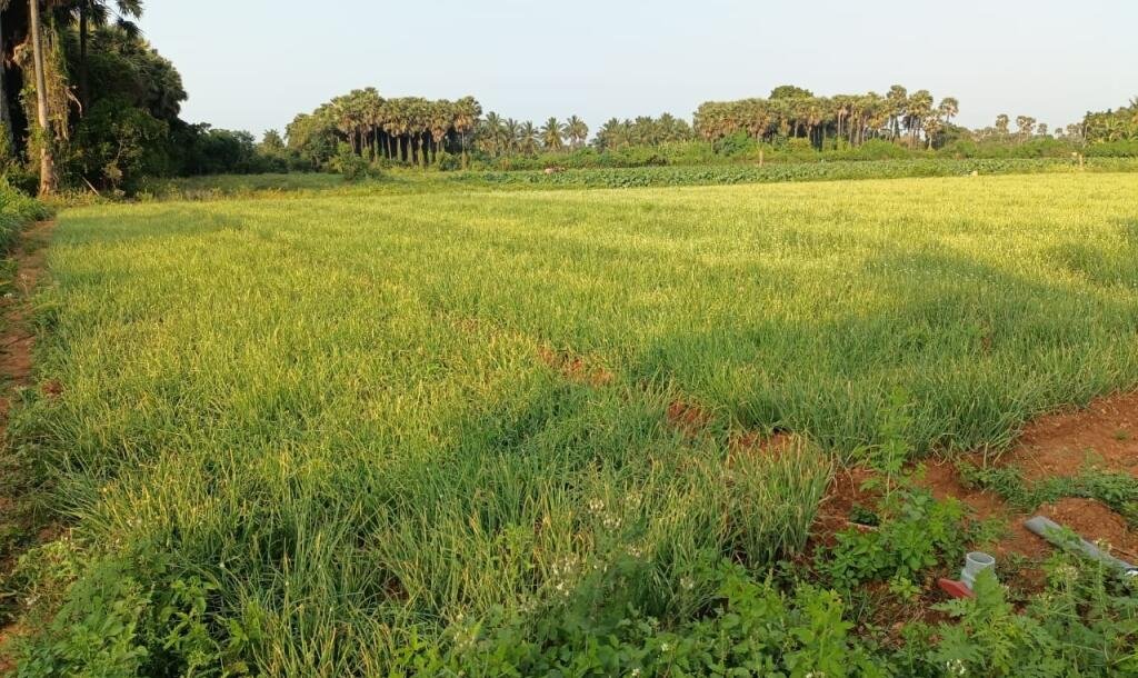 103 பரப்பு செம்மண் தோட்டக்காணி விற்பனைக்கு-8
