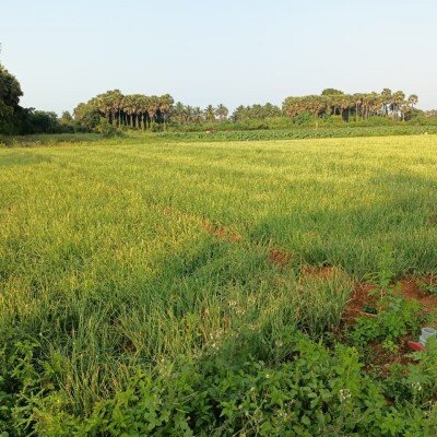 103 பரப்பு செம்மண் தோட்டக்காணி விற்பனைக்கு-8