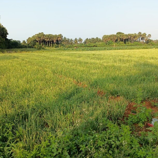 103 பரப்பு செம்மண் தோட்டக்காணி விற்பனைக்கு-8