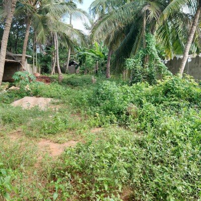 100M இல் 2பரப்பு காணி சுற்று மதிலுடன் விற்பனைக்கு