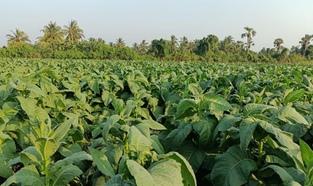 103 பரப்பு செம்மண் தோட்டக்காணி விற்பனைக்கு-5