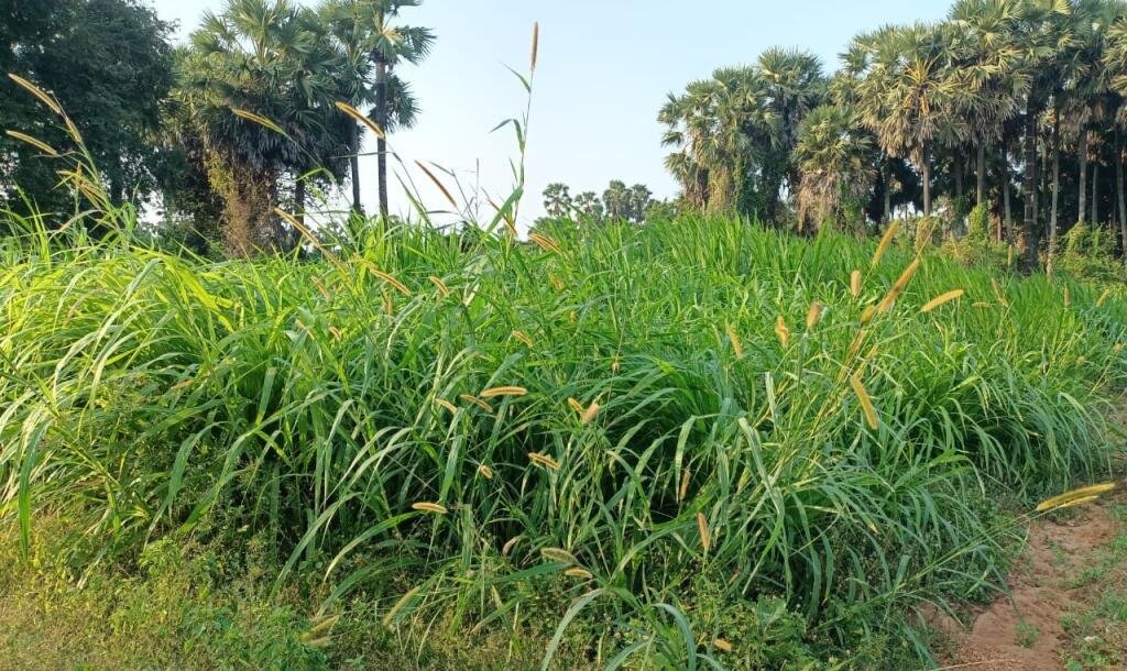 103 பரப்பு செம்மண் தோட்டக்காணி விற்பனைக்கு-4