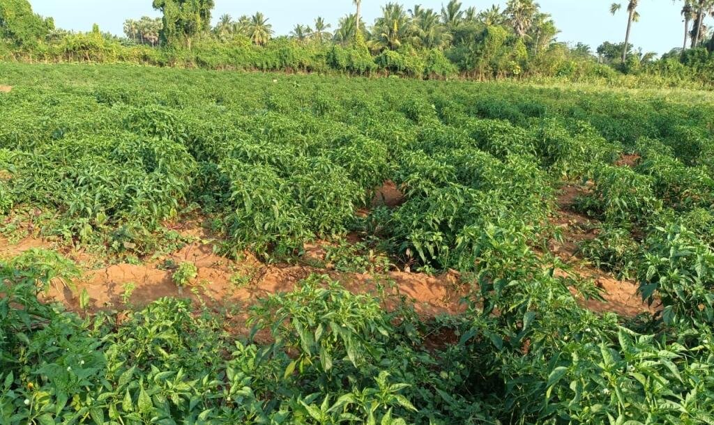 103 பரப்பு செம்மண் தோட்டக்காணி விற்பனைக்கு-3