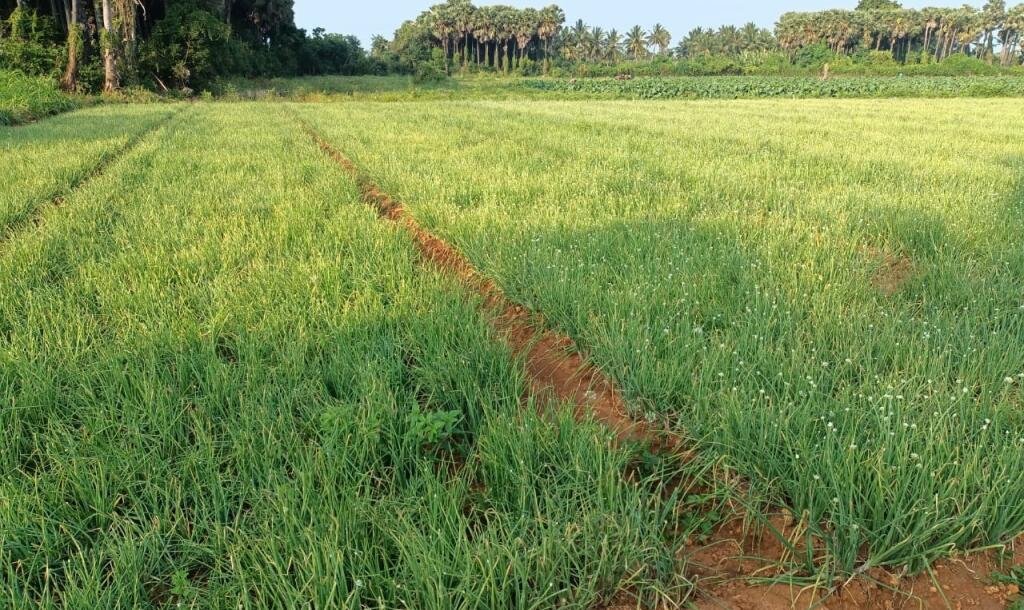 103 பரப்பு செம்மண் தோட்டக்காணி விற்பனைக்கு-2