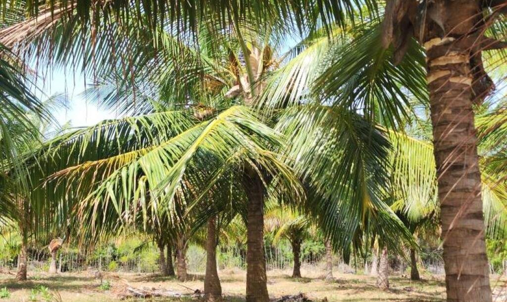 20 acre coconut garden for sale-2
