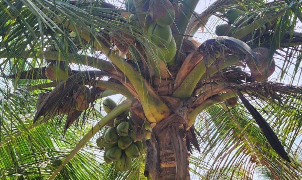 20 acre coconut garden for sale-6