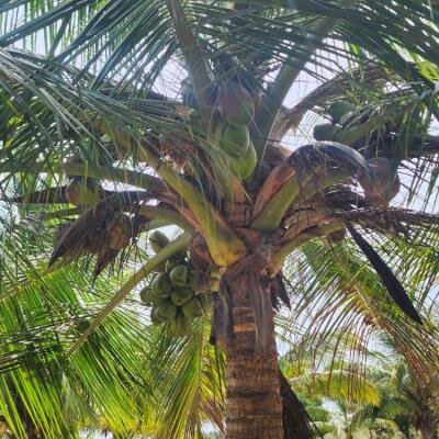 20 acre coconut garden for sale-6