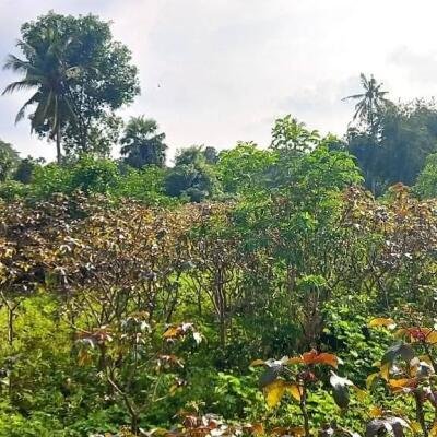 Jaffna - Gani is for sale in town area.-2