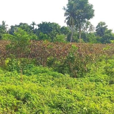 Jaffna - Gani is for sale in town area.-5