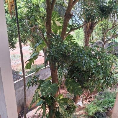 ஊரெழு பகுதியில் 2.1/2 பரப்பு மாடி வீடு விற்பனைக்கு உள்ளது