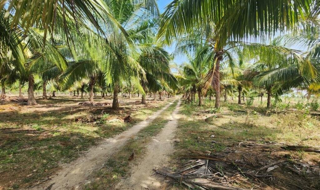 20 acre coconut garden for sale-3