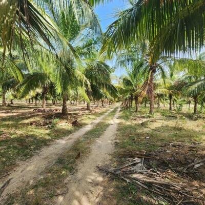 20 acre coconut garden for sale-3
