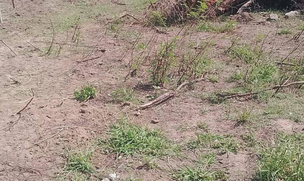 4 spreading confirmation for sale near Kilinochchi Karadi Pok Junction-2