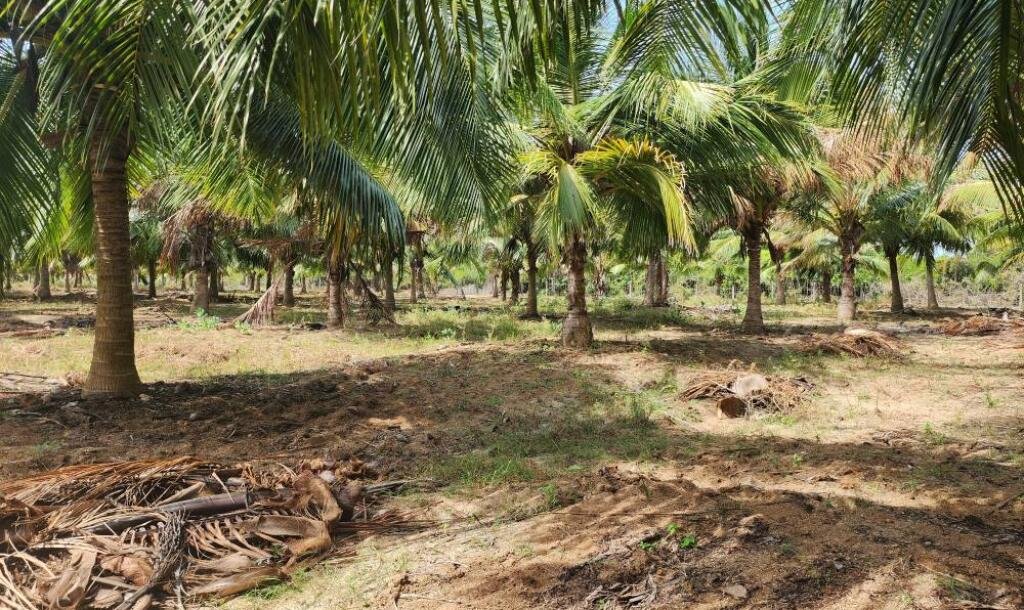 20 acre coconut garden for sale-4
