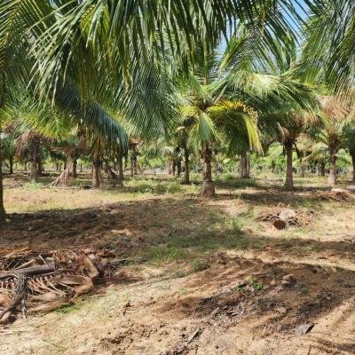 20 acre coconut garden for sale-4