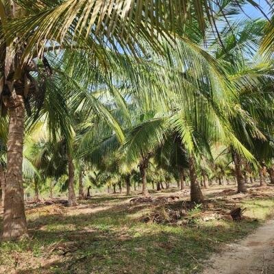 20 acre coconut garden for sale-5