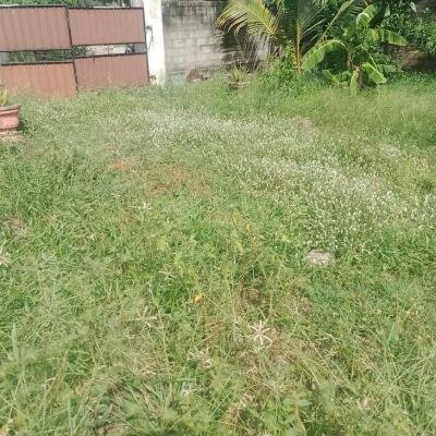 கிளிநொச்சி பரந்தன் A9 வீதியில் இருந்து 100m தூரத்தில் 3 பரப்பு உறுதி காணி விற்பனைக்கு