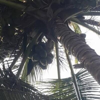 4 பரப்பு காணி மற்றும் வீடு விற்பனைக்கு உண்டு இடம்:கிளிநொச்சி-3