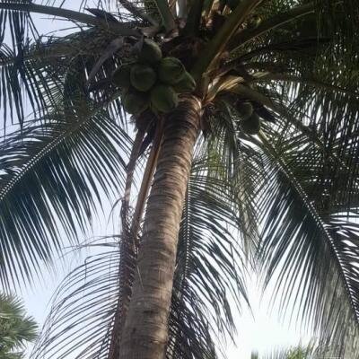 4 பரப்பு காணி மற்றும் வீடு விற்பனைக்கு உண்டு இடம்:கிளிநொச்சி-2