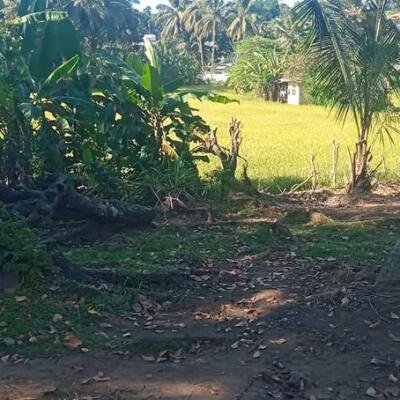 15 perch for sale.-7