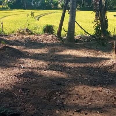 15 perch for sale.-9