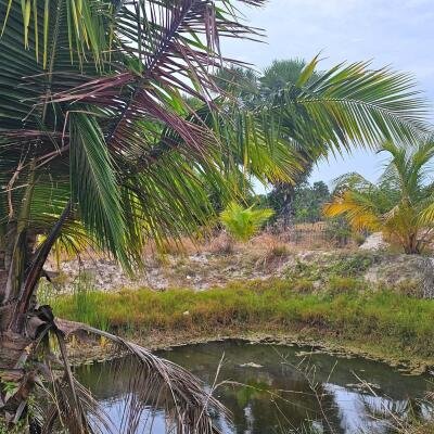 யாழ்ப்பாணம் நல்லூர் பிரதேச சபைக்கு உட்பட்ட #கிழக்கு_அரியாலை பகுதியில் 42 பரப்பு நிலப்பரப்பு காணி விற்பனைக்கு..-5