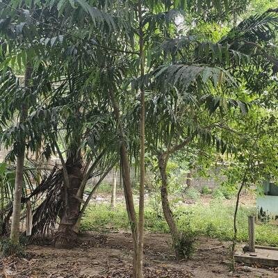 யாழ்ப்பாணம் கோண்டாவிலில் 4.25 பரப்பு காணியுடன் இடைக்கால வீடு விற்பனைக்கு-2