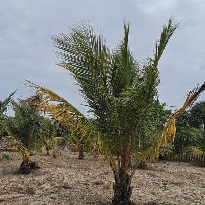 யாழ்ப்பாணம் நல்லூர் பிரதேச சபைக்கு உட்பட்ட #கிழக்கு_அரியாலை பகுதியில் 42 பரப்பு நிலப்பரப்பு காணி விற்பனைக்கு..-6