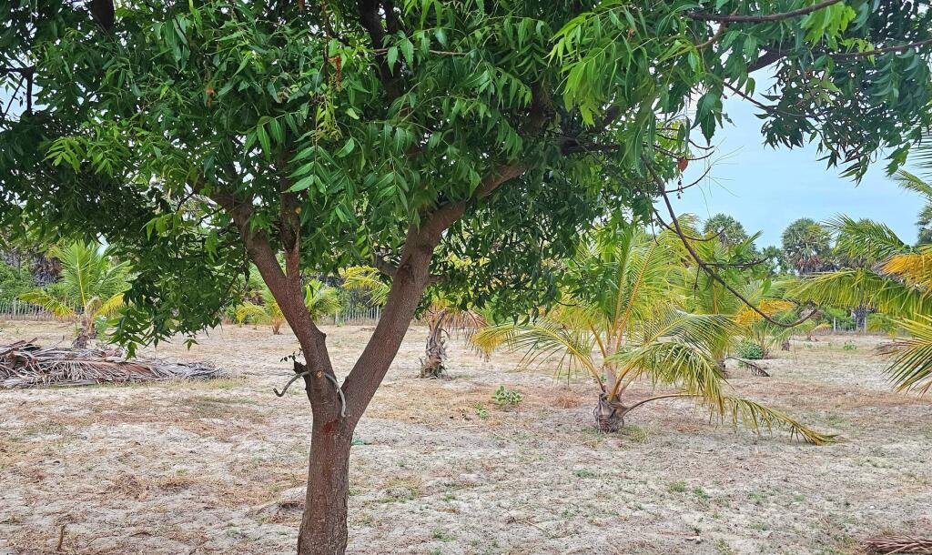 யாழ்ப்பாணம் நல்லூர் பிரதேச சபைக்கு உட்பட்ட #கிழக்கு_அரியாலை பகுதியில் 42 பரப்பு நிலப்பரப்பு காணி விற்பனைக்கு..-4
