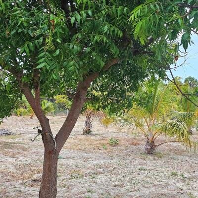 யாழ்ப்பாணம் நல்லூர் பிரதேச சபைக்கு உட்பட்ட #கிழக்கு_அரியாலை பகுதியில் 42 பரப்பு நிலப்பரப்பு காணி விற்பனைக்கு..-4