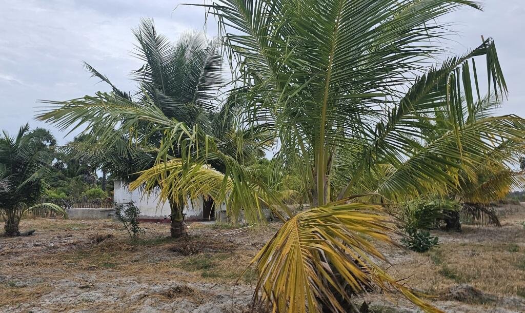 யாழ்ப்பாணம் நல்லூர் பிரதேச சபைக்கு உட்பட்ட #கிழக்கு_அரியாலை பகுதியில் 42 பரப்பு நிலப்பரப்பு காணி விற்பனைக்கு..-9