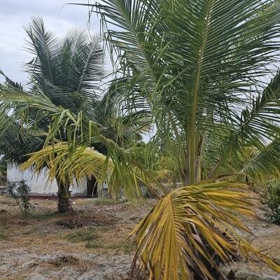 யாழ்ப்பாணம் நல்லூர் பிரதேச சபைக்கு உட்பட்ட #கிழக்கு_அரியாலை பகுதியில் 42 பரப்பு நிலப்பரப்பு காணி விற்பனைக்கு..-9