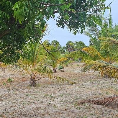 யாழ்ப்பாணம் நல்லூர் பிரதேச சபைக்கு உட்பட்ட #கிழக்கு_அரியாலை பகுதியில் 42 பரப்பு நிலப்பரப்பு காணி விற்பனைக்கு..-2