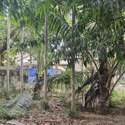 யாழ்ப்பாணம் கோண்டாவிலில் 4.25 பரப்பு காணியுடன் இடைக்கால வீடு விற்பனைக்கு-4