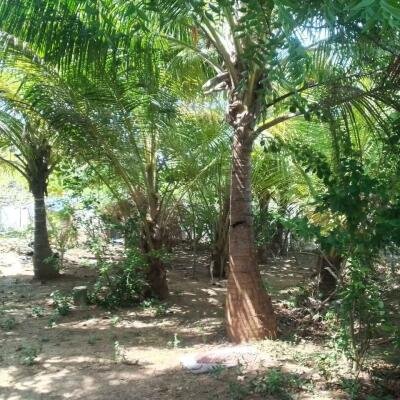 கைதடி - A9 வீதிக்கு அருகாமையில் அமைந்துள்ள, வீட்டுடன் கூடிய காணி விற்பனைக்கு prime location காணி